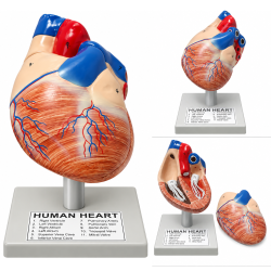Human Heart Anatomical Model, 2 Parts, Hand-Painted with Numbered Structures