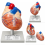 human-heart-anatomical-model-2-parts-hand-painted-with-numbered-structures