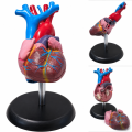 human-heart-anatomical-model-life-size-2-parts-budget-edition