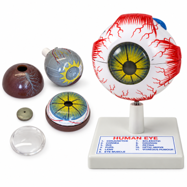 human-eye-anatomical-model-3x-enlarged-6-parts-with-numbered-structures