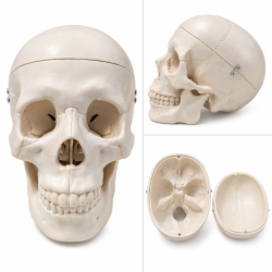 Human Skull, Life Size Model 10Pk