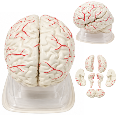 human-brain-anatomical-model-vintage-7-parts-with-blood-vessels