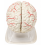 human-brain-anatomical-model-vintage-7-parts-with-blood-vessels