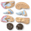 human-brain-anatomical-model-8-parts-vintage-with-internal-structures