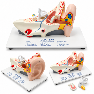 human-ear-anatomy-model-5x-enlarged-with-stand
