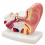 Human-Ear-Anatomy-Model-1-5x-Enlarged-with-Stand