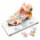 human-ear-anatomy-model-5x-enlarged-with-stand