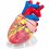 jumbo-human-heart-model-plastic