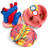 jumbo-human-heart-model-plastic