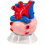 jumbo-human-heart-model-plastic