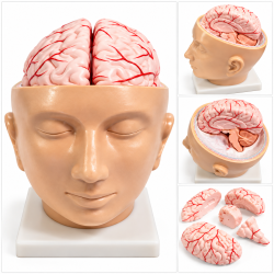 Human Head and Brain Model with Arteries - Life-Size, 9 Parts