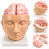 Human-Head-and-Brain-Model-with-Arteries-Life-Size-9-Parts