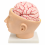 Human-Head-and-Brain-Model-with-Arteries-Life-Size-9-Parts